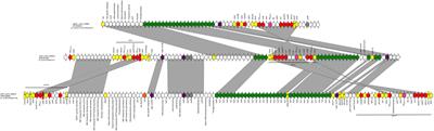 Complete Nucleotide Sequence of Plasmids of Two Escherichia coli Strains Carrying blaNDM–5 and blaNDM–5 and blaOXA–181 From the Same Patient